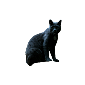 A Regal Grey Cat Sits Confidently On A City Bench, Creating A Serene Urban Scene. 17162 - Cat PNG image with transparent background
